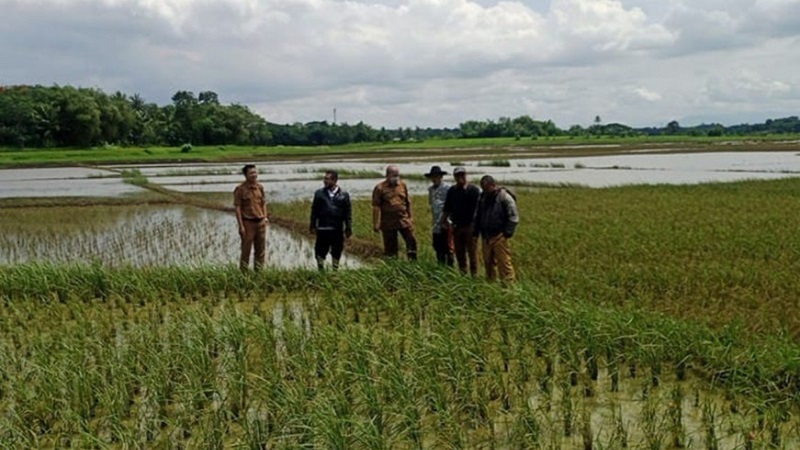 Ratusan sawah di Kabupaten Tangerang terkena Puso atau terendam banjir/